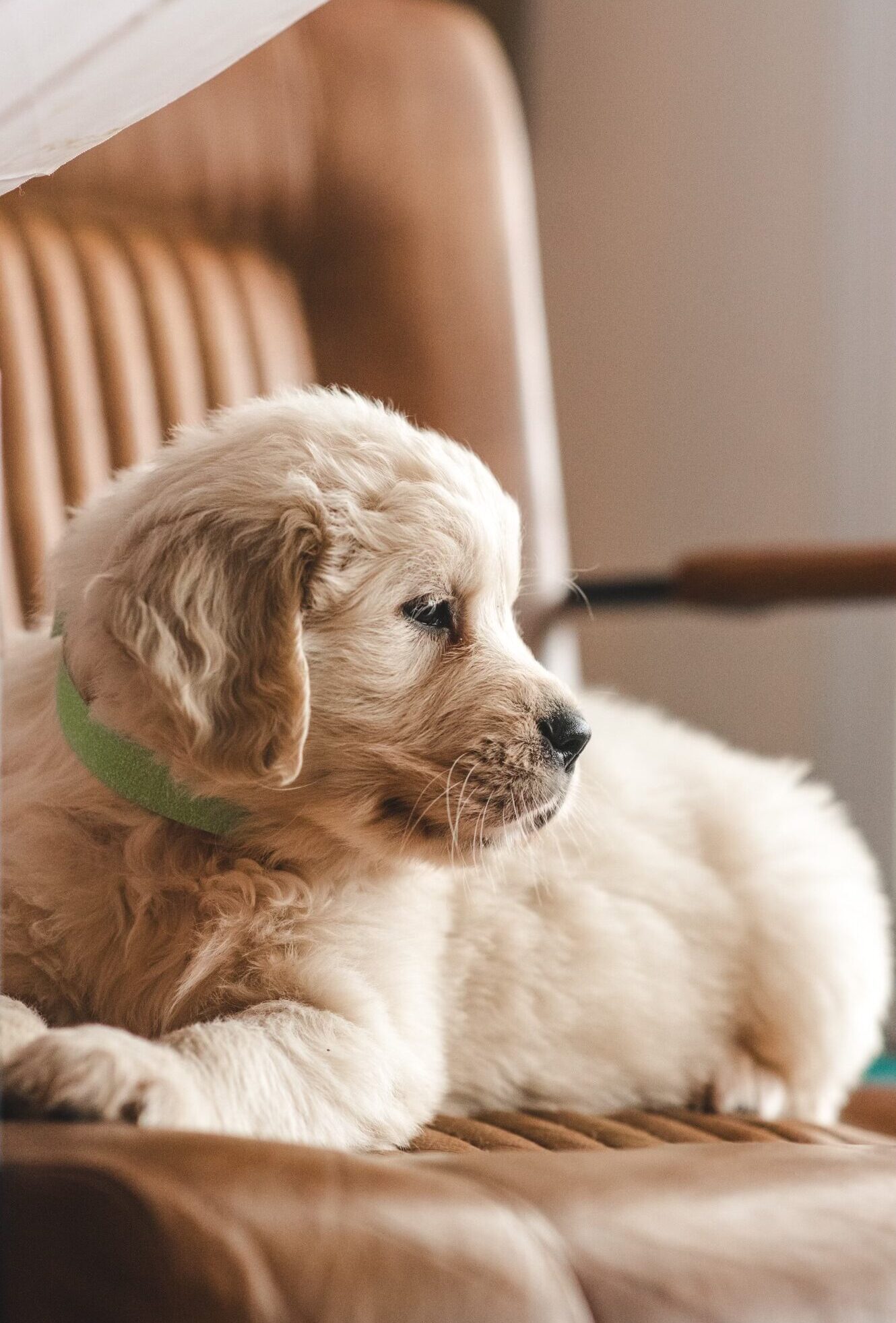 Harley Pups-4 2
